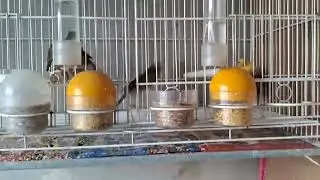 O PULO DO GATO &Eacute;  ...