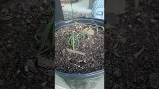 Alaskan Harebell &ndash; Late Fall Container Update (Cold-Climate Gardening)