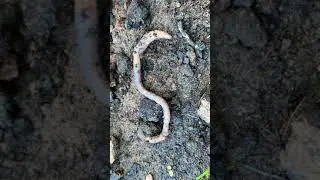 TIME LAPSE (TIMELAPSE TIME-LAPSE) - Wiggly Worm Crawling Across Soil - 3
