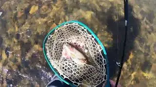 Catawba River Delayed Harvest Video Spring 2022