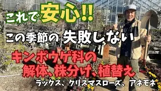 【全部見せます】寄せ植えの解体から地植えへ！お庭仕事でガーデニング初め！人気の冬花 ラナンキュラスラックス・クリスマスローズ・アネモネ・ヒューケラ・クレマチスの解体・株分け・植替え方法を一挙教えます！