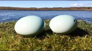 How to Incubate and Raise Mallard Duck Eggs for Release: A Step-by-Step Guide