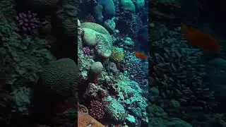 Fish and coral 😍