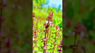 Honeybee Pollination 4K! #4k video #nature documentary