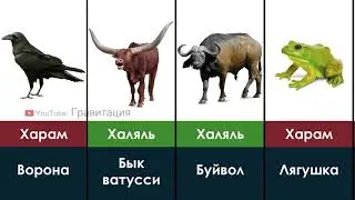 Islom dinida xalol va xarom hayvonlar, jonzotlar | халол ва харом в исламе / halol va harom narsalar