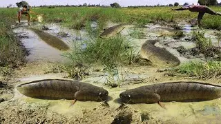 Fishing In Deep Mud - How To Catch Fish Traditional Way