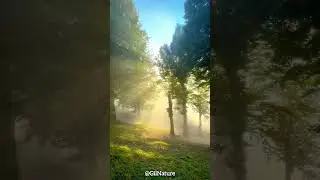 Do you feel good? 😍🌳👌🏻  #nature #beautiful #forest #fog #sunset #shiny #sun