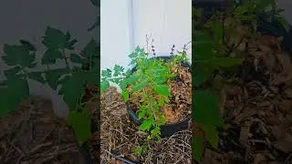 Еще один самосеянный помидор #флорида #садоводство #растения #овощи #еда #сделайсам #урожай #семена