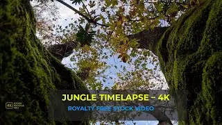 Slow Moving Clouds Over Mossy Jungle Trees | Cinematic 4K Timelapse
