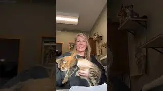 Wildcat Wrap Up Ep.95 || The Wildcat Sanctuary