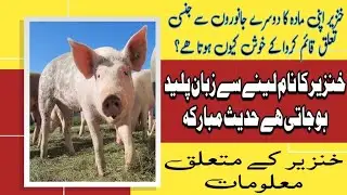 Home Of Animal Information| Episode:19 | Information About Pigs | Sameja News Network | Aamir Hazoor