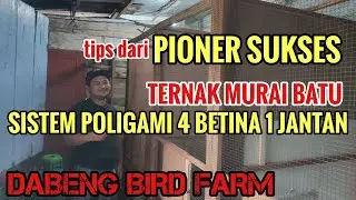 Rahasia Sukses 🔥 Ternak Burung Murai Batu Poligami | Belajar Langsung dari Pionernya