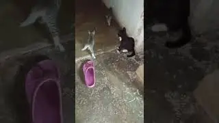 Anak Kucing 🐈