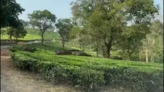 #nature #riding #travel #trending #animals #traveltrends #naturelover #forest