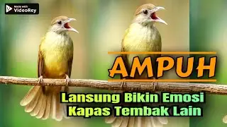 PANCINGAN EMOSI BURUNG KAPAS TEMBAK TERBARU 2025 