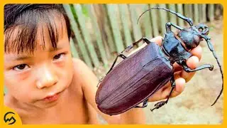 TOP 10 GROOTSTE INSECTEN! 🦗