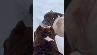 Too much snow!!! Let's eat it! ❄️🌨 #americanbully #американскийбулли #смешныесобаки #питомникбулли