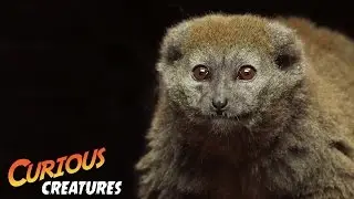 Gentle Lemur | London Zoo