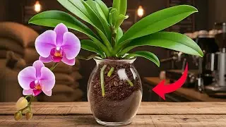 Just coffee! Orchids grow extremely fast and bloom year round