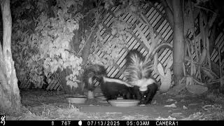 Skunks mating.