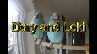 Welcome to Dory's and Loki's Channel!!!