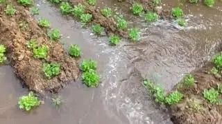 வயலும் வாழ்வும் 