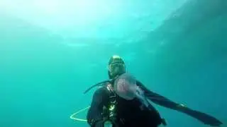 Jelly fish in El portet Spain