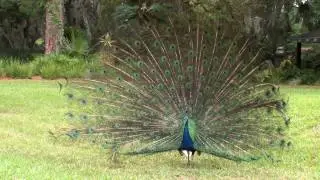 Peacocks of St. Augustine Florida
