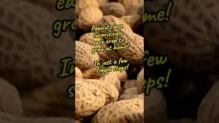 Grow your own peanuts - How to grow peanuts at home! #gardeningtipsforbeginners