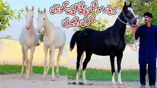 Mushki Panch Kalyan Wacheri For Sale | Nukri Wacheri | Nili Sawi Wacheri 