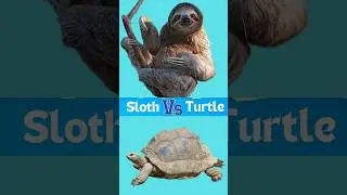 Sloth can So Better Than Turtle: Vcareline #sloth #turtle #animals #nature