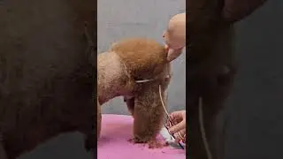 POODLE'S TURNING INTO MUSHROOM STYLING AND NEW GROOMING 🐾😃🙉 #pets #cutepet #dog #puppy #groominglife
