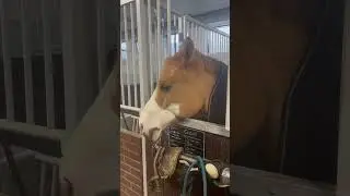 Lecker oder nicht lecker&hellip;💕🤣💕#pony #horses #spa&szlig; #pferde #kinder #funnyvideo