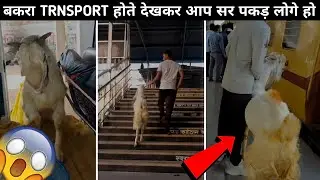 goats transporting | Chambal to Pune | goat transport in train