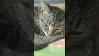 cat 🐱 in paud phata ☺️