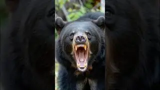 Black Bear charging you ? Don&rsquo;t make this mistake