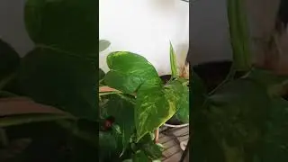 #balconygarden #money plant #love for flowers #plant lovers#nature shorts for nature lover #money