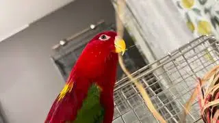 Appreciate the moment🍋🥚🍅🥝
