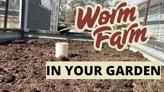Worm farm in your garden bed | Homesteading | Grow your own food