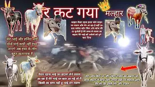 विशाल बैलगाड़ी दौड़ प्रतियोगिता कालू बाबाके मेले में गौरव राजोरा आया शेर 🦬🥇🦬#cow 