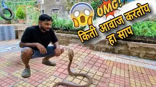 बापरे! नाग साप बघा 