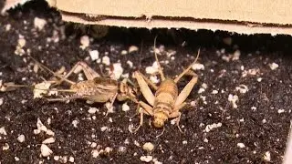 Snacking on bugs: A tour of Ottawa's first cricket farm