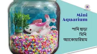 Mini Aquarium - পানি ছাড়া মিনি অ্যাকোয়ারিয়াম