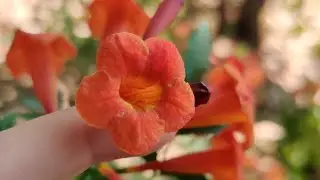Orange Tecoma Flower in watercolours