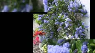 Trailer for Gardens in Kinlochard DVD