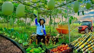 Harvest Fruits, Vegetables: Cantaloupe, Coffee, Mango, Kohlrabi, Tomato To Sell At The Market, Farm.