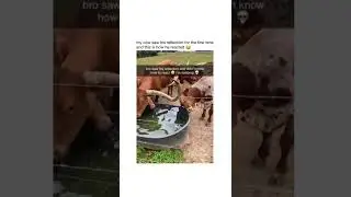 A COW SEEING IT'S REFLECTION FOR THE FIRST TIME // IT'S REACTION IS FUNNY AND HILARIOUS 😂