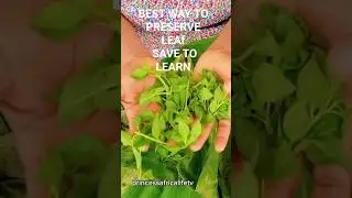 Best natural preservation method #trending #viralvideo#NaturalPreservation #CocoyamLeaves #NoFridge