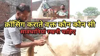 जानिए घोड़ी क्रॅासिग कराते समय कौन-कौन सी सावधानी बरतनी चाहिए