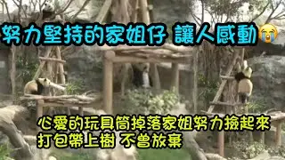 1月9日  家姐好叻叻豬，將喜歡的玩具筒成功打包帶上樹頂，中途玩具筒掉了家姐沒有放棄撿起來繼續帶上樹#熊日常 #panda#大熊貓加加得得 #大熊貓家姐細佬#熊日常 #panda